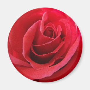 Röd ros Magnet