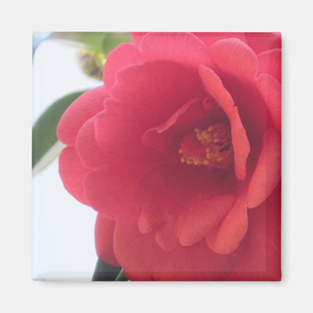 Röd ros Magnet (Framsidan)