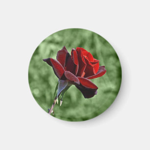 Röd Ros Magnet