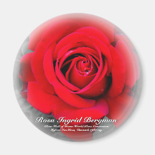 Röd ros magnet
