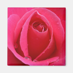 Röd ros Magnets Rosa ros ger Keepsakadeska Magnet