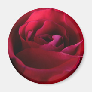 Röd ros Magnets Rosa ros ger Keepsakadeska Magnet