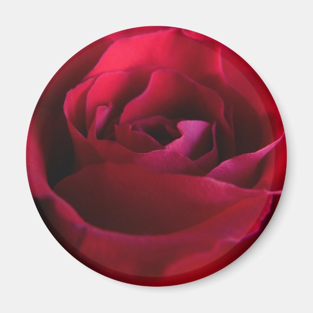 Röd ros Magnets Rosa ros ger Keepsakadeska Magnet (Framsidan)