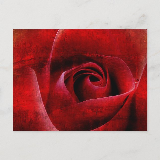 Röd ros Makro. Vykort (Framsida)