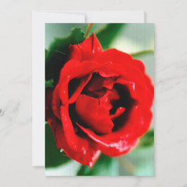 Röd ros med daggdroppar  inbjudningar