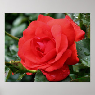 Röd ros med regndroppar, Blommigt Poster