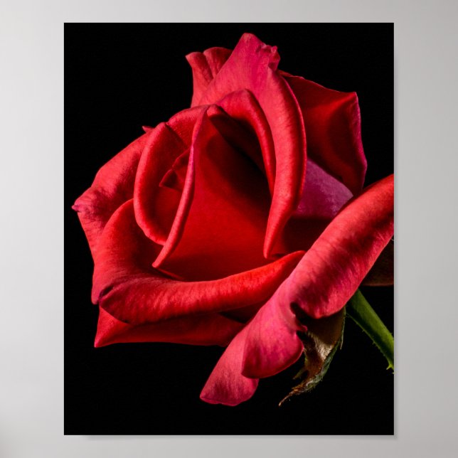Röd ros mot svart bakgrund poster (Framsidan)