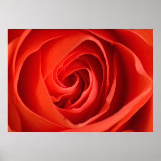 Röd Ros Närbild – Blomfotografering Poster
