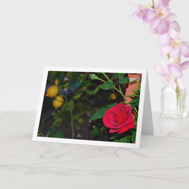 Röd ros och citroner kort (Orkide)