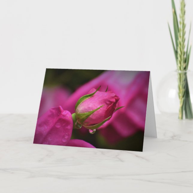 Röd ros och regndroppar, kort (Framsida)