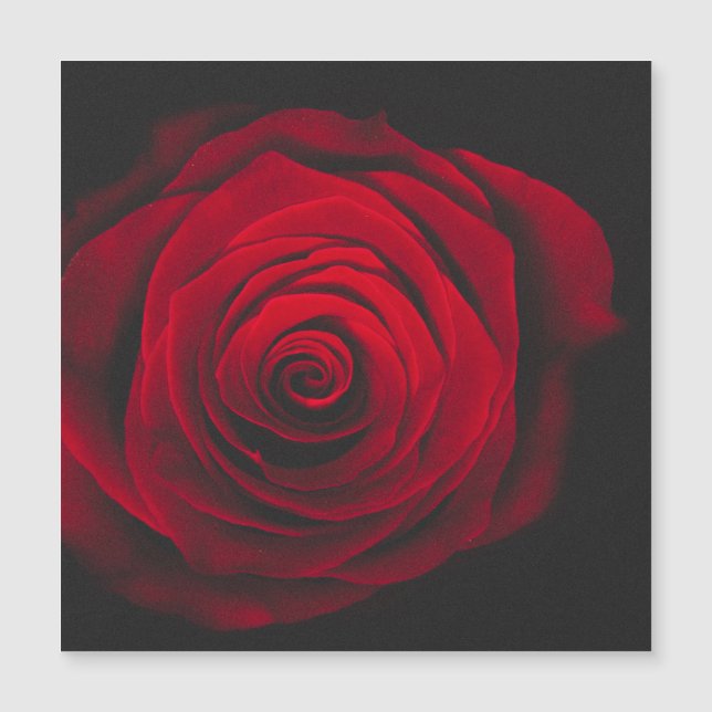 Röd ros på svart bakgrund vintageeffekt (Framsida)