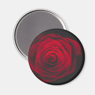Röd ros på svart bakgrund vintageeffekt magnet