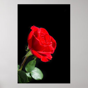 Röd ros på svart poster