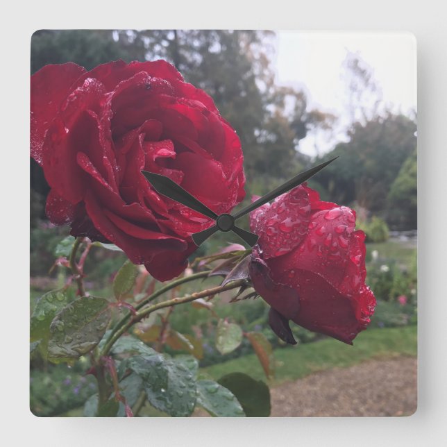 Röd ros Pair Fyrkantig Klocka (Framsida)