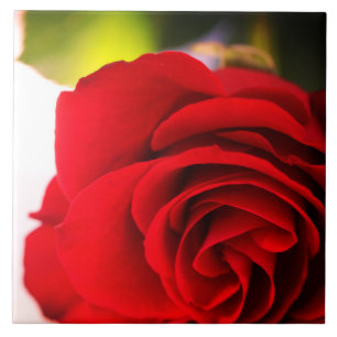Röd ros Petals Flower Blommigt Kakelplatta