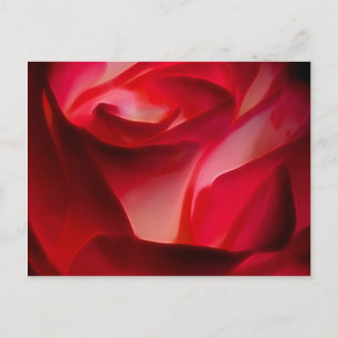 röd ros petals vykort