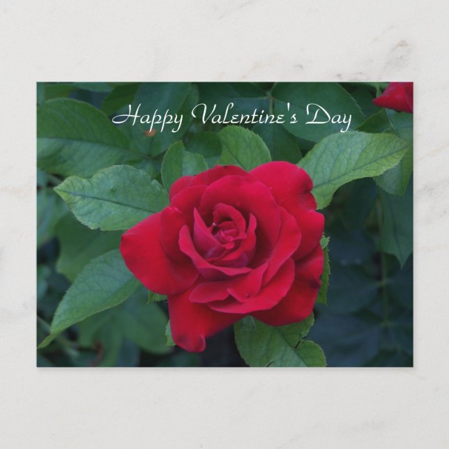 Röd ros Photo Helg Vykort (Framsida)