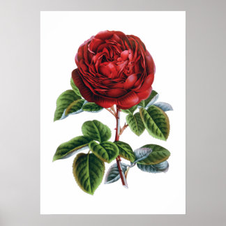 Röd ros poster