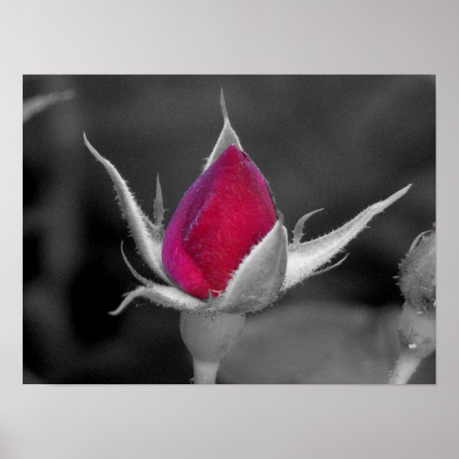 Röd ros poster (Framsidan)