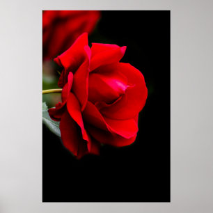 Röd ros poster