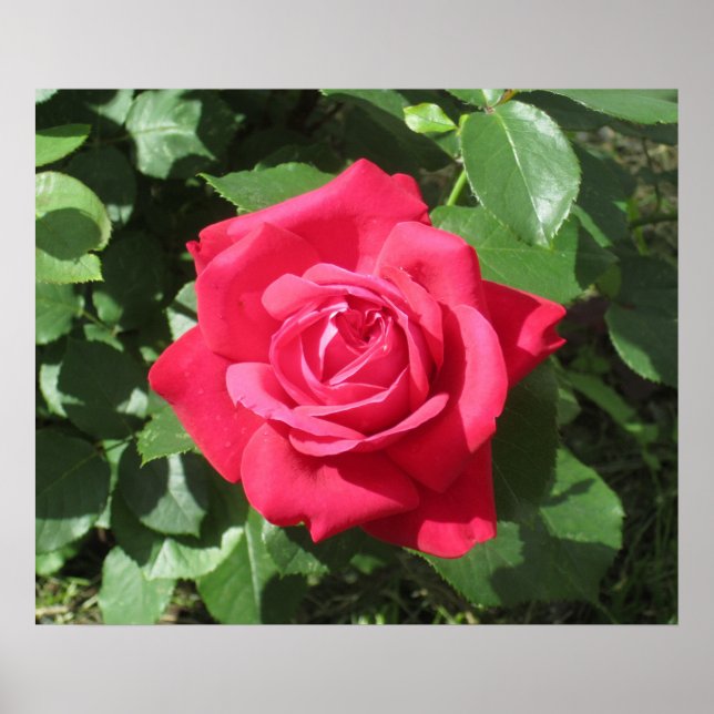 Röd ros poster (Framsidan)