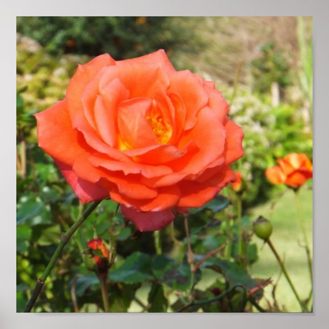 Röd ros poster (Framsidan)