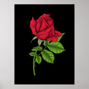 Röd ros poster