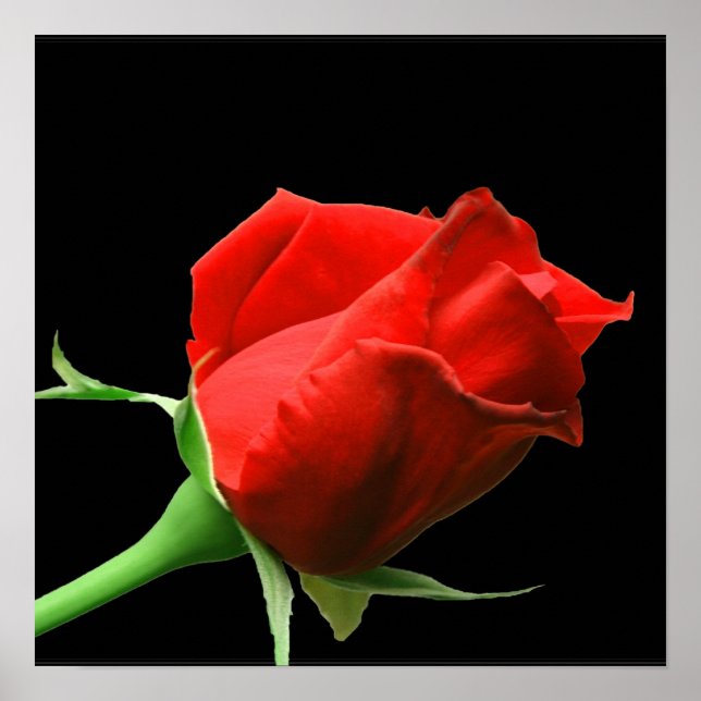 Röd ros poster (Framsidan)