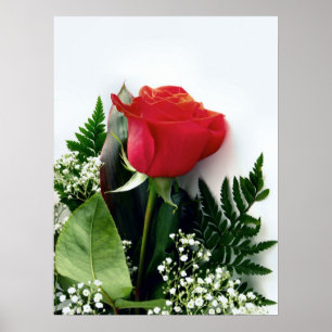 Röd ros poster