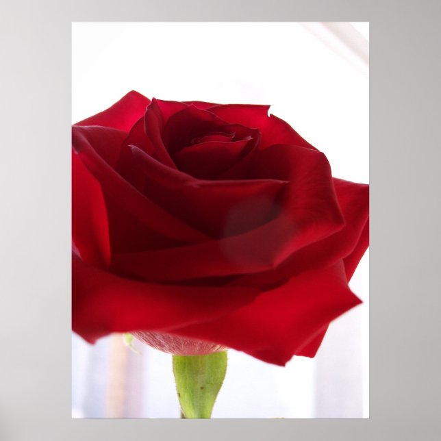 Röd ros poster (Framsidan)