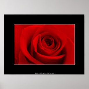 Röd ros poster