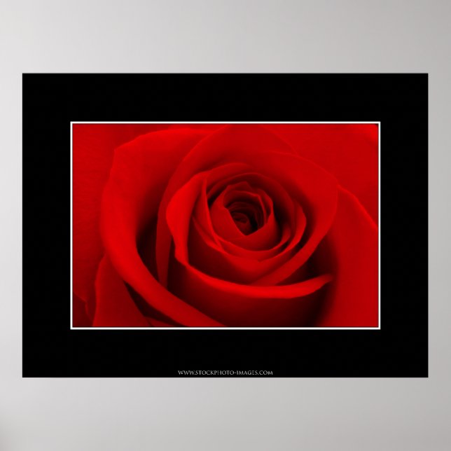 Röd ros poster (Framsidan)