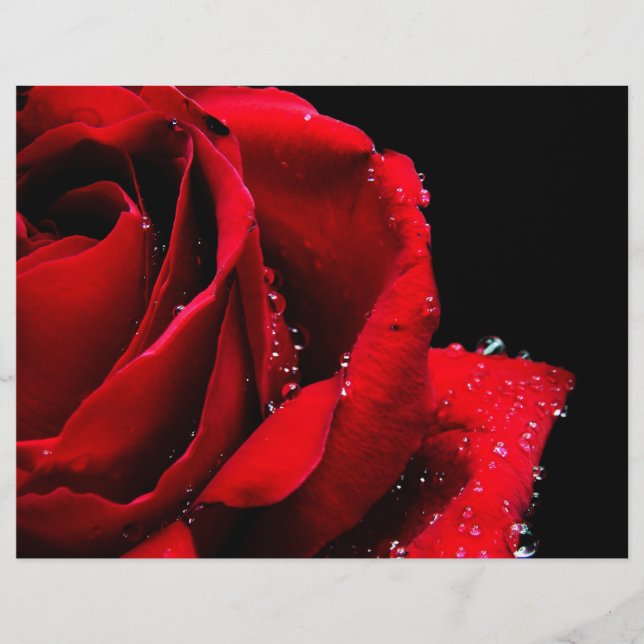 Röd ros reklamblad (Framsidan)