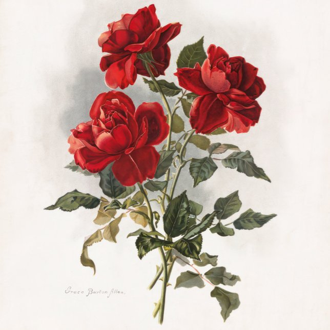 Röd ros, romantiska rosor. tygkasse (Roses, Valentine  gift, Anniversary Gift, Love of Roses.)