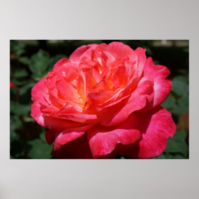 RÖD Ros Rosa Blommor Trädgård Floral Finkonsttryck Poster (Framsidan)