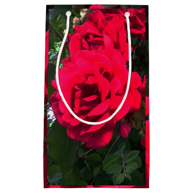 Röd ros Rosarium (Framsidan)