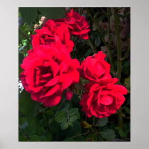 Röd ros Rosarium Poster
