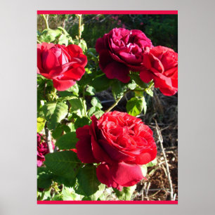 Röd Ros Rosor Blomma Blomster Trädgård Eugene Furs Poster