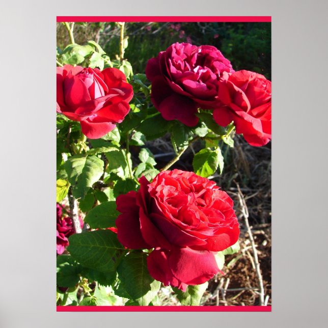 Röd Ros Rosor Blomma Blomster Trädgård Eugene Furs Poster (Framsidan)