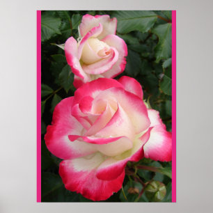 Röd Ros Rosor Blommig Blomma Trädgårdsaffisch Poster