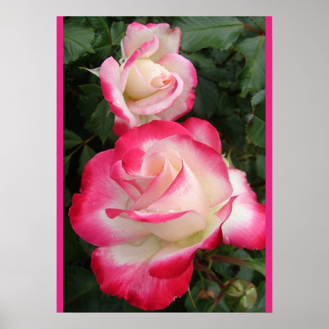 Röd Ros Rosor Blommig Blomma Trädgårdsaffisch Poster (Framsidan)