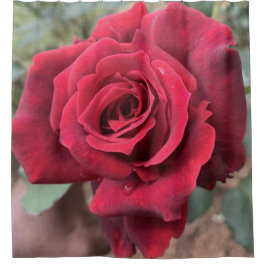 Röd ros Shower Curtain