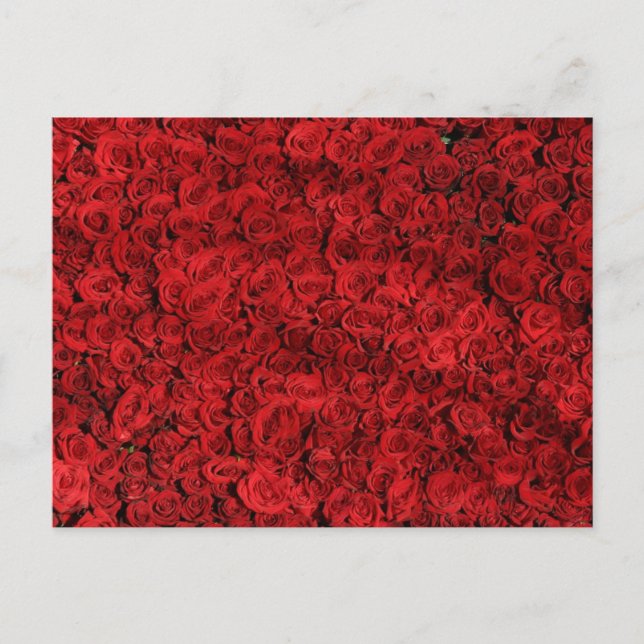 Röd ros Stäng foto Vykort (Framsida)