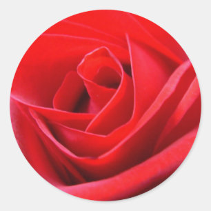 Röd ros Stickers Rosa Röd ros Gifts Keepsaké Runt Klistermärke