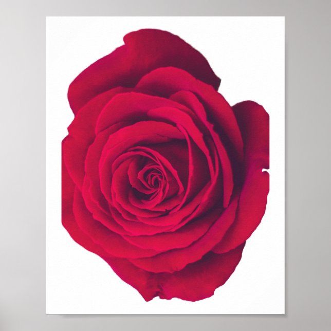 Röd ros stor yta Lämnas Poster (Framsidan)