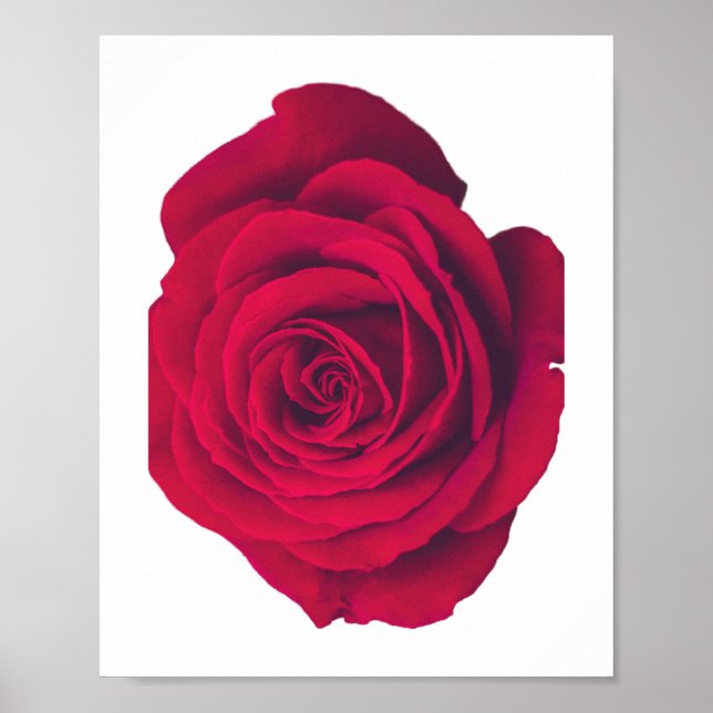 Röd ros stor yta Lämnas Poster (Framsidan)
