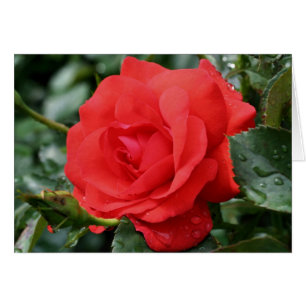Röd ros Thorns Blomsterfotografi Card OBS Kort