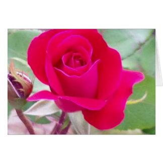 Röd ros västra Lafayette, Indiana Hälsningskort