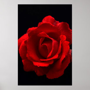 Röd ros wapcna poster
