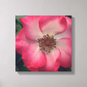 röd ros Wrapped Canvas